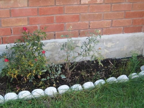 I Planted Roses That Never Grew